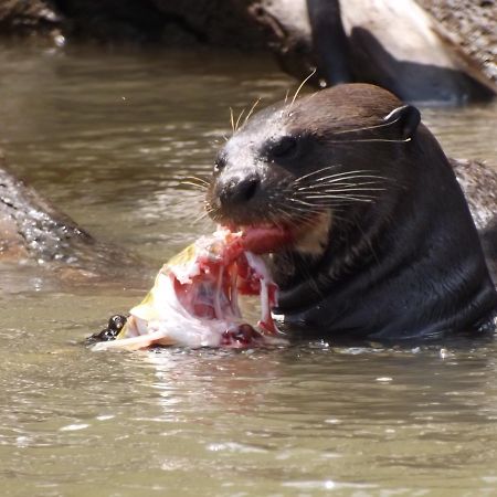 Poconé Pousada Reserva Ecologica Jaguar المظهر الخارجي الصورة