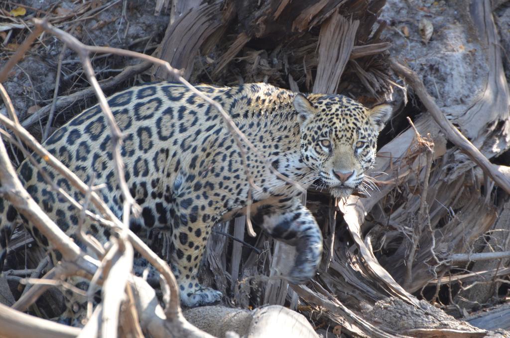 Poconé Pousada Reserva Ecologica Jaguar المظهر الخارجي الصورة