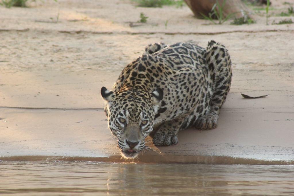 Poconé Pousada Reserva Ecologica Jaguar المظهر الخارجي الصورة