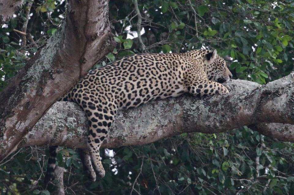 Poconé Pousada Reserva Ecologica Jaguar المظهر الخارجي الصورة
