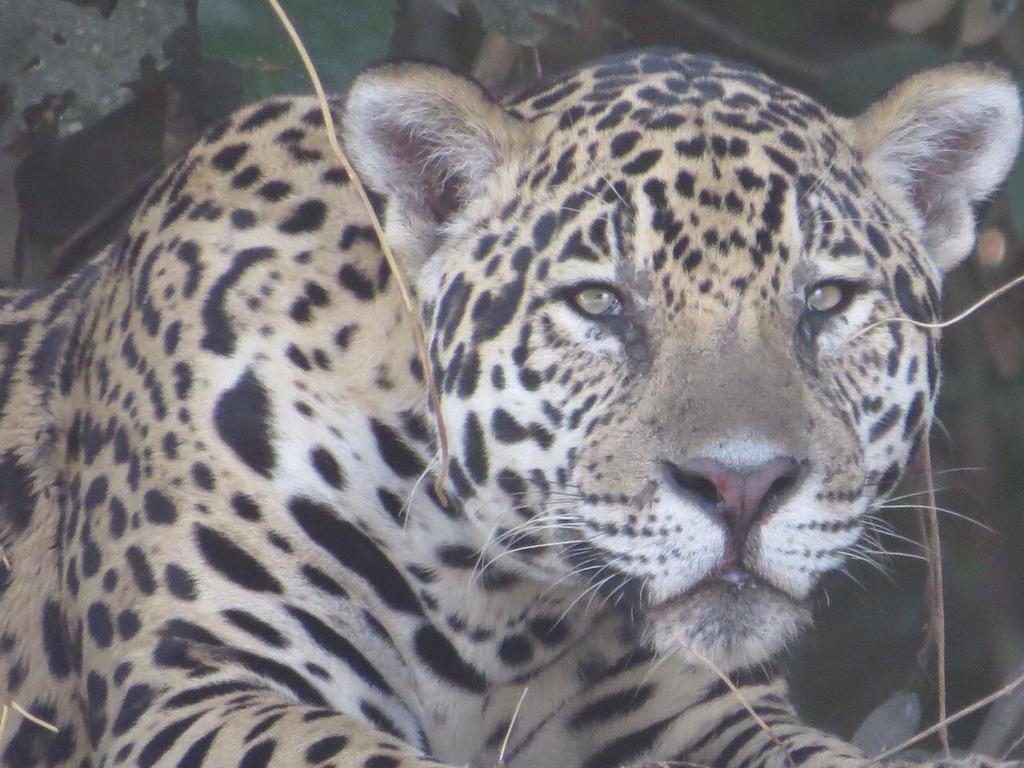 Poconé Pousada Reserva Ecologica Jaguar المظهر الخارجي الصورة