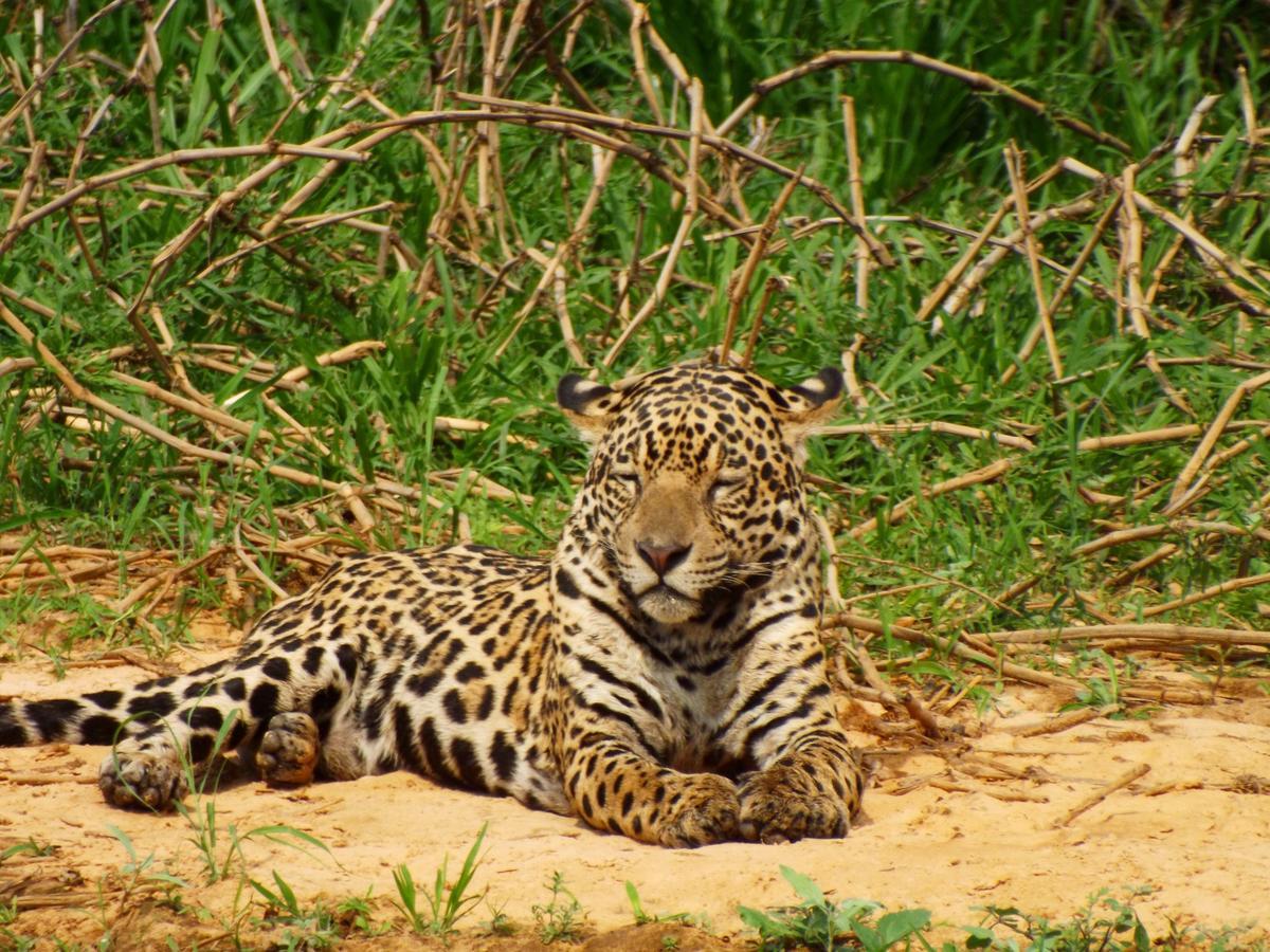 Poconé Pousada Reserva Ecologica Jaguar المظهر الخارجي الصورة