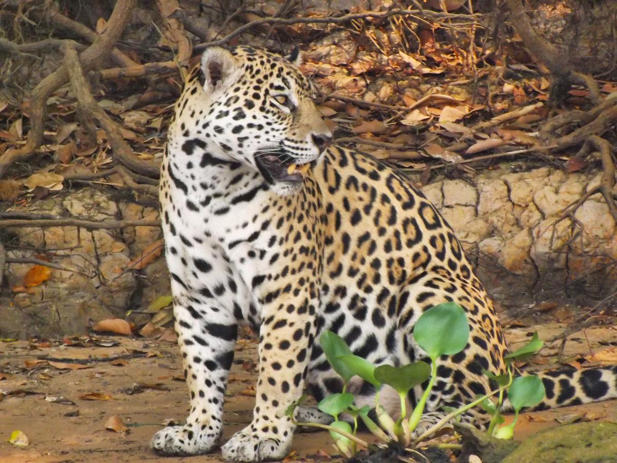 Poconé Pousada Reserva Ecologica Jaguar المظهر الخارجي الصورة