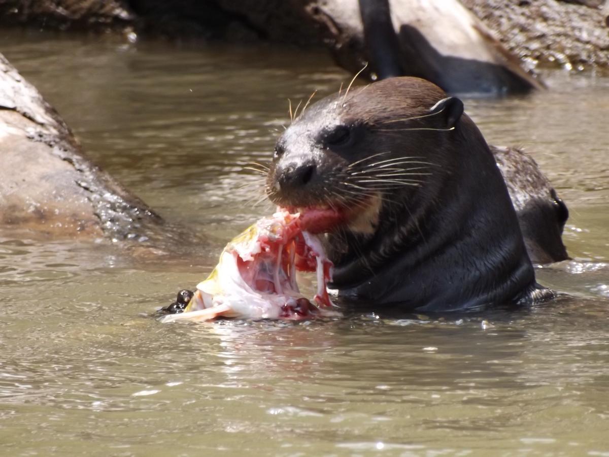 Poconé Pousada Reserva Ecologica Jaguar المظهر الخارجي الصورة